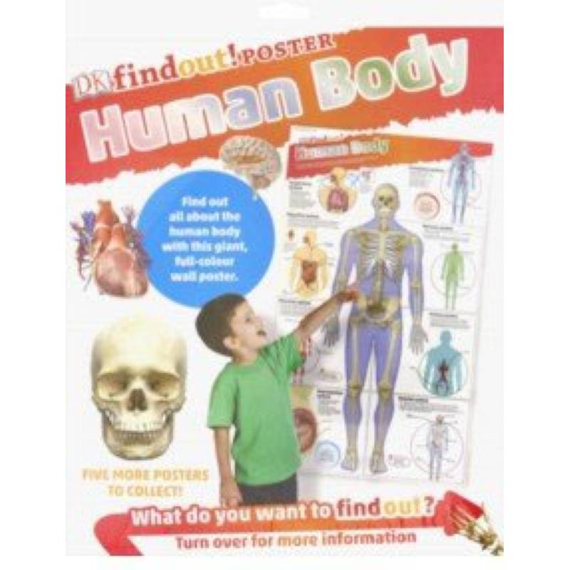 DKfindout! Human Body Poste DKfindout! Human Body Poste