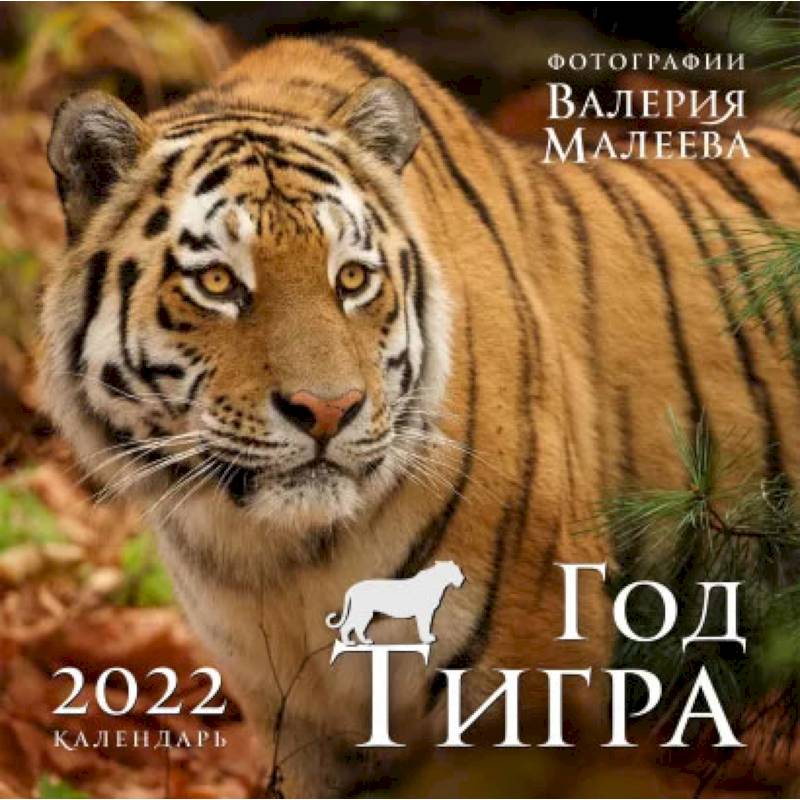 Год тигра. Фотографии Валерия Малеева. Календарь настенный на 2022 год