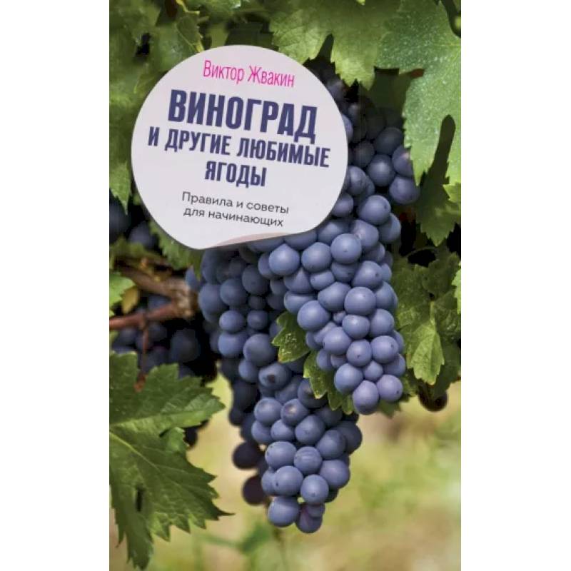 Виноград и другие любимые ягоды. Правила и советы для начинающих Виноград и другие любимые ягоды. Правила и советы для начинающих