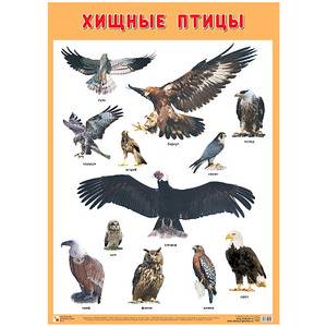 Наглядные пособия. Плакат А1. Хищные птицы Наглядные пособия. Плакат А1. Хищные птицы