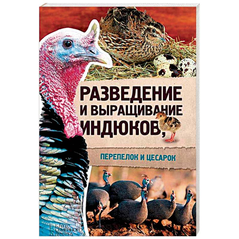 Разведение и выращивание индюков, перепелок и цесарок Разведение и выращивание индюков, перепелок и цесарок