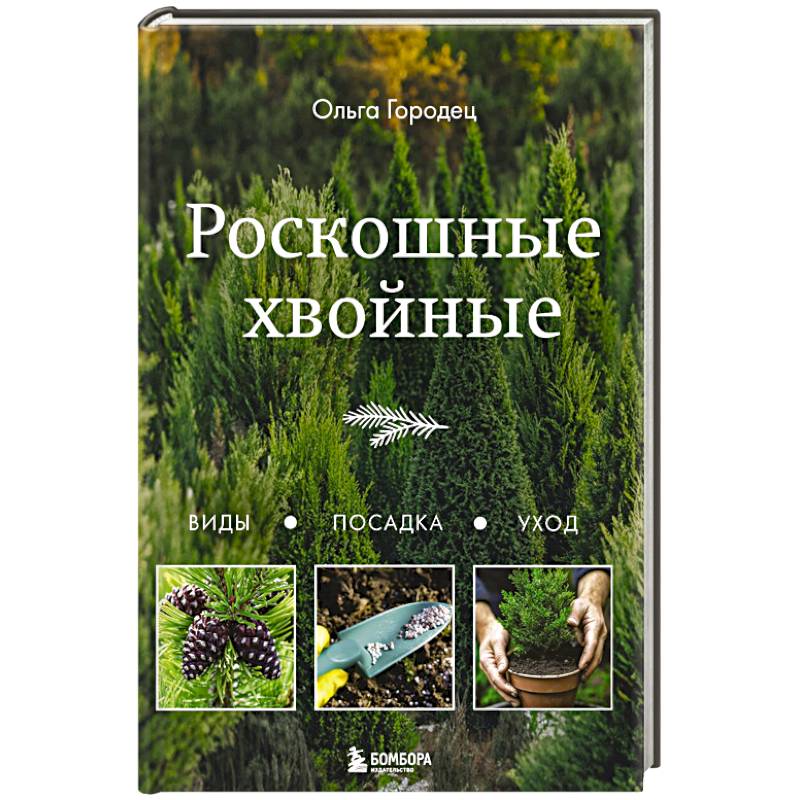 Роскошные хвойные. Виды, посадка, уход Роскошные хвойные. Виды, посадка, уход