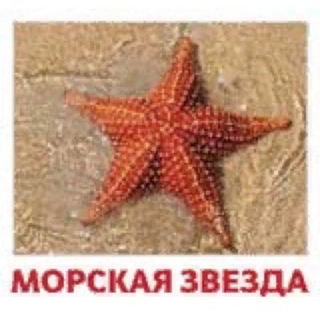 Окружающий мир, книга Комплект карточек 'Водные жители' купить по скидке