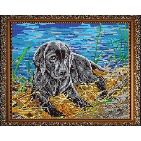 Биологические науки. Анатомия, книга 'Лабрадор' 38x30 см набор на атласе для вышивания чешским бисером ВЛ-034П купить по скидке