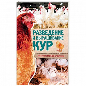 Разведение и выращивание кур обычных пород и бройлеров